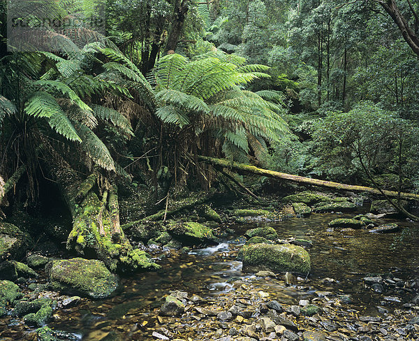 Regenwald an einem Zufluss des Franklin Rivers im Franklin Gordon Wild Rivers National Park  Tasmanien  Australien