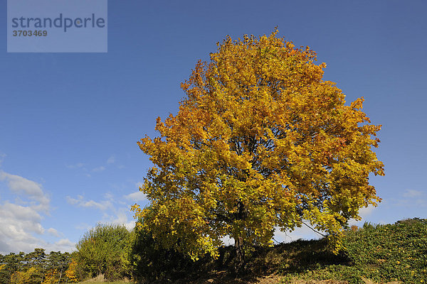 Herbststimmung  Berndorf  Triestingtal  Niederösterreich  Österreich  Europa