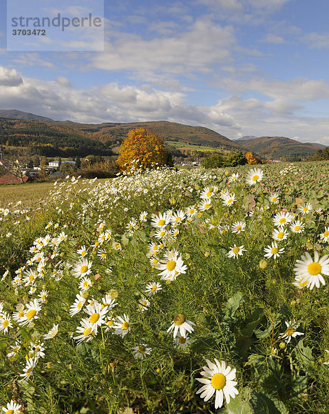 Herbststimmung und blühende Margeriten  Berndorf  Triestingtal  Niederösterreich  Österreich  Europa