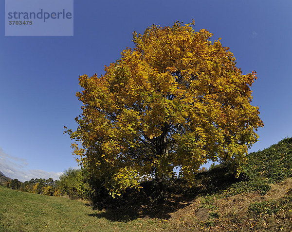 Herbststimmung  Berndorf  Triestingtal  Niederösterreich  Österreich  Europa