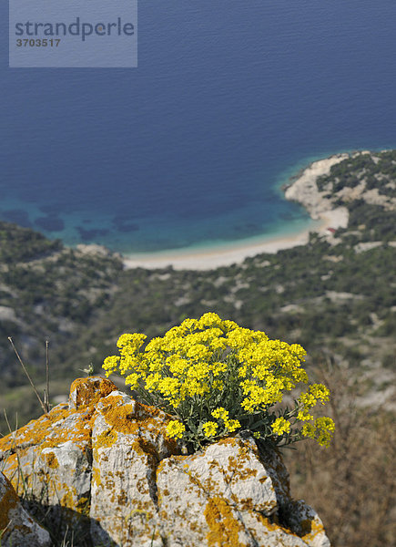 Felsen-Steinkraut (Alyssum saxatile) bei Lubenice auf Cres  Kroatien  Europa