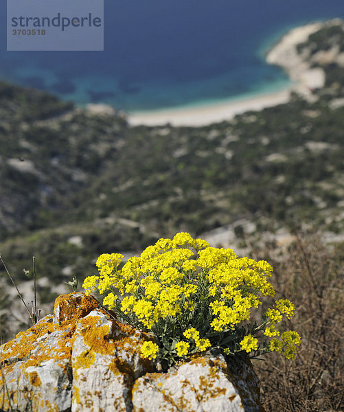 Felsen-Steinkraut (Alyssum saxatile) bei Lubenice auf Cres  Kroatien  Europa