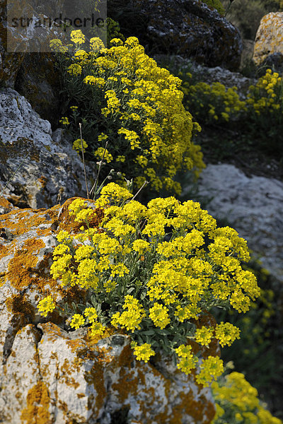 Felsen-Steinkraut (Alyssum saxatile) bei Lubenice auf Cres  Kroatien  Europa