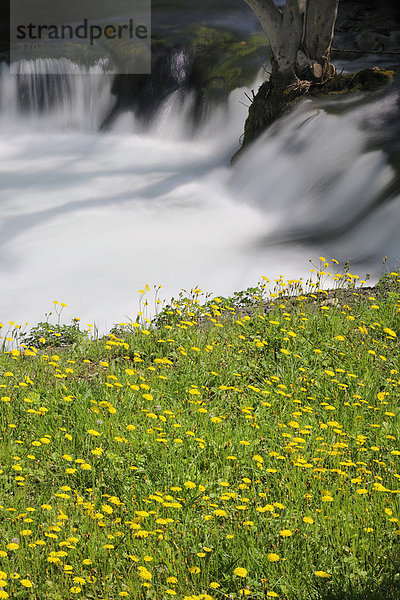 Frühlingsblumen im Nationalpark Krka Wasserfälle  Kroatien  Europa