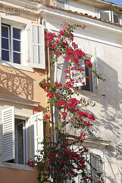 Blumenschmuck an einem Haus in Korfu Stadt  Insel Korfu  Griechenland  Europa