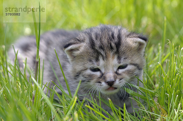 Katzenbaby im Gras  Europäisch Kurzhaar Katze