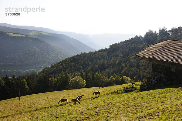 Pferde weiden auf einer Almwiese am Hochplateau des Salten am Südhang des Tschögglbergs bei Jenesien  Bozen  Bolzano  Südtirol  Tirol  Italien  Europa