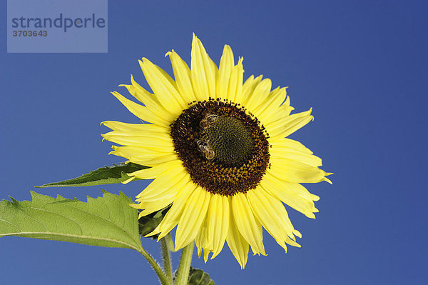 2 Bienen sitzen auf einer Sonnenblume