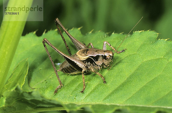 Gewöhnliche Strauchschrecke (Pholidoptera griseoaptera) Männchen