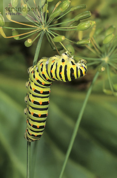 Schwalbenschwanz (Papilio machaon) Raupe frisst an Samenkapsel von Dill