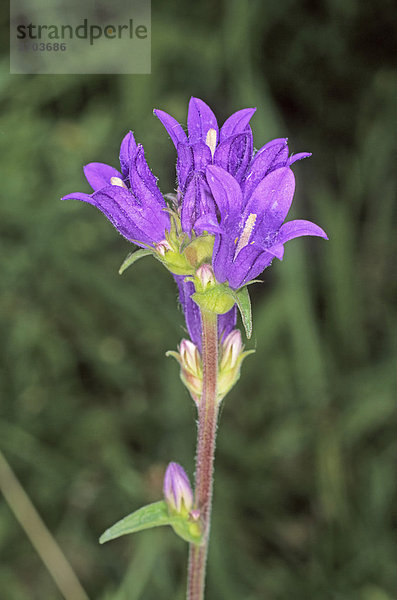 Knäuel-Glockenblume (Campanula glomerata) Blütenstand