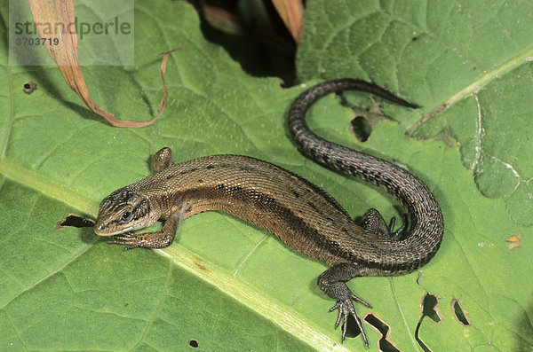 Wald-oder Bergeidechse (Lacerta vivipara syn. Zootoca vivipara) beim sonnen