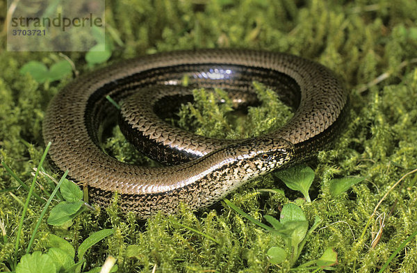 Blindschleiche (Anguis fragilis) beim sonnen