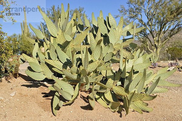 Feigenkaktus (Opuntia ficus indica)  Tucson  Arizona  USA