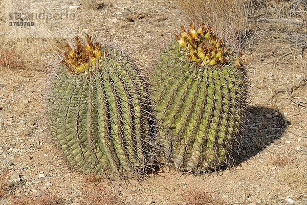Barrel Cactus (Echinocactus grusonii)  auch Schwiegermutterstuhl genannt  mit gelben Früchten  Tucson  Arizona  USA