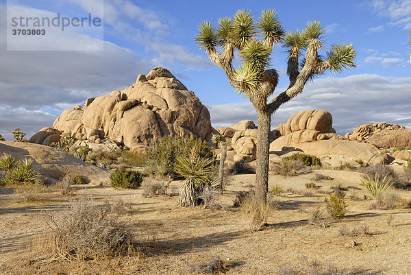 Josua Palmlilie  Joshua Tree (Yucca brevifolia) vor Monzogranit-Formationen  Joshua Tree Nationalpark  Palm Desert  Südkalifornien  USA