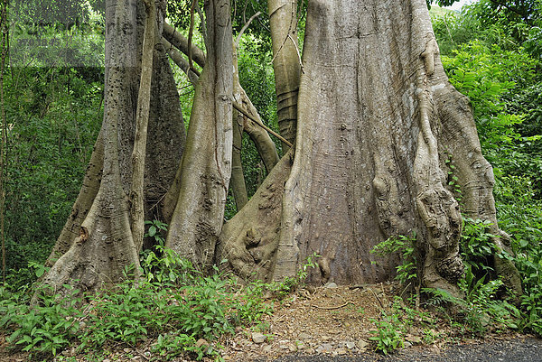 Kapokbbäume (Ceiba pentandra) im tropischen Regenwald  Insel St. Croix  US Virgin Islands  USA