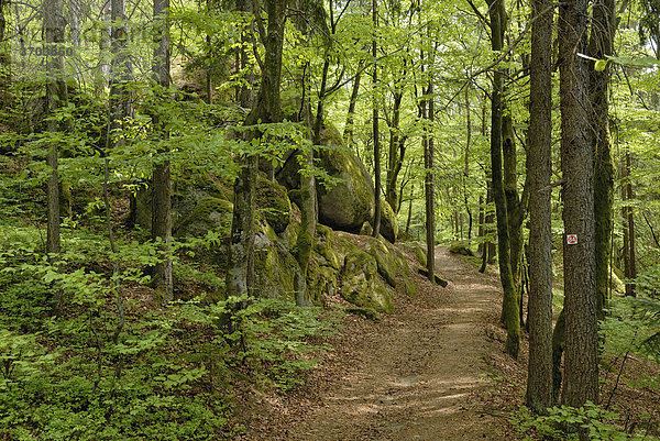 Wanderweg im Frühlingswald  Solla  Bayerischer Wald  Niederbayern  Deutschland  Europa