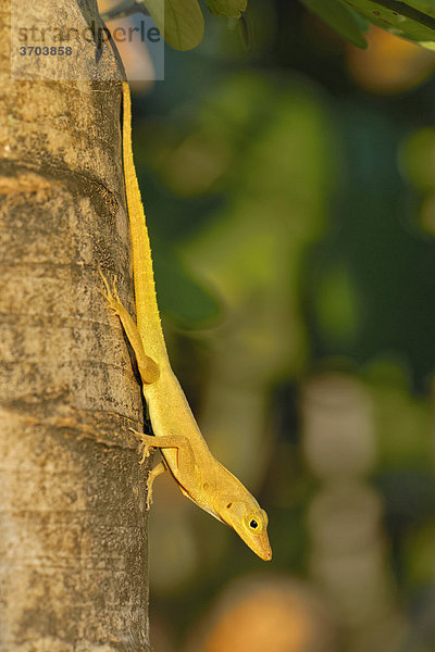 Anolis (Anolis sp.)  Leguanart  am Stamm einer Palme herunterkletternd  Insel St. Croix  US Virgin Islands  USA