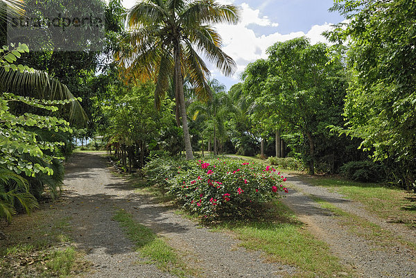 Weggabelung  Insel St. Croix  US Virgin Islands  USA