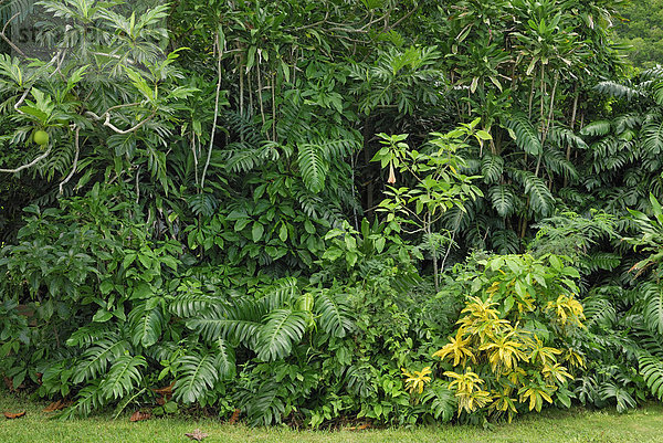 Regenwald-Vegetation  Insel St. Croix  US Virgin Islands  USA