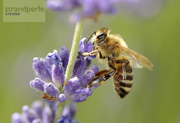Nahrungsaufnahme Honigbiene (Apis) auf Echtem Lavendel (Lavandula angustifolia)