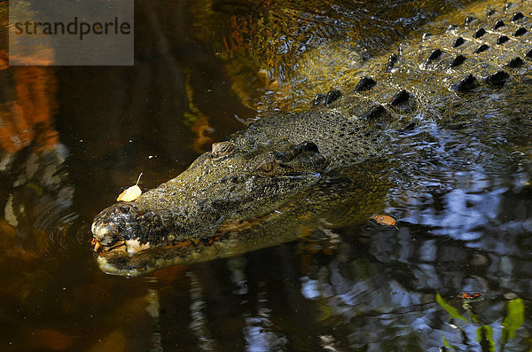 Salzwasserkrokodil  Leistenkrokodil (Crocodylus porosus)  Queensland  Australien