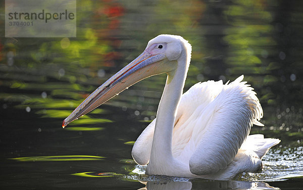 White Pelican (Pelecanus onocrotalus)  swimming in a pond