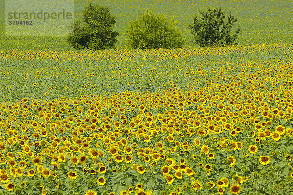 Sonnenblumen  Südfrankreich  Frankreich  Europa