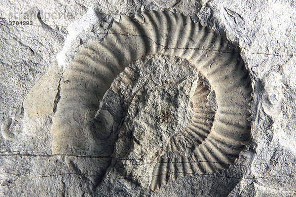Versteinertes Fossil im Muschelkalk aus der Wutachschlucht  Schwarzwald  Baden-Württemberg  Deutschland  Europa