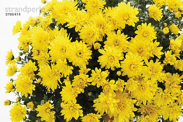 Strauß gelbe Chrysanthemen