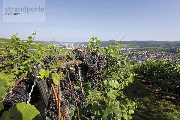 Üppig wachsende blaue Trauben am Rebstock mit Blick auf Ahrweiler  Bad Neuenahr-Ahrweiler  Rheinland-Pfalz  Deutschland  Europa
