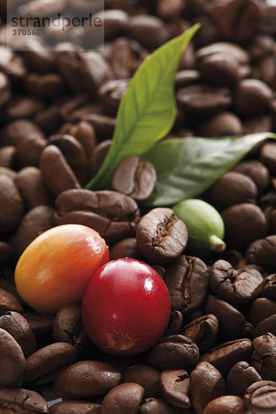 Frisch gepflückte Kaffeebohnen verschiedener Reifegrade auf gerösteten Kaffeebohnen