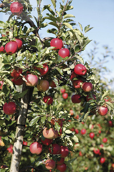 Apfelplantage mit roten Äpfeln