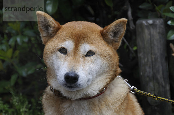 Shiba  japanische Hunderasse  Kyoto  Japan  Ostasien  Asien