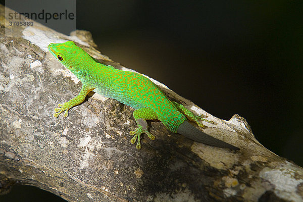 Grüner Gecko (Phelsuma)  mit nachgewachsenem Schwanz auf Ast  Insel La Digue  Seychellen  Afrika  Indischer Ozean
