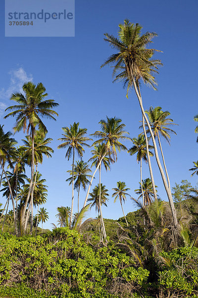 Kokospalmhain (Cocos nucifera)  Insel La Digue  Seychellen  Afrika  Indischer Ozean