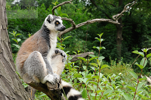 Katta (Lemur catta) auf einem Baum