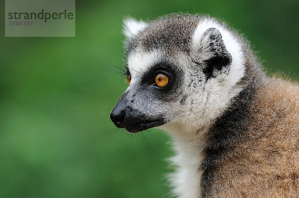 Katta (Lemur catta)  Profil