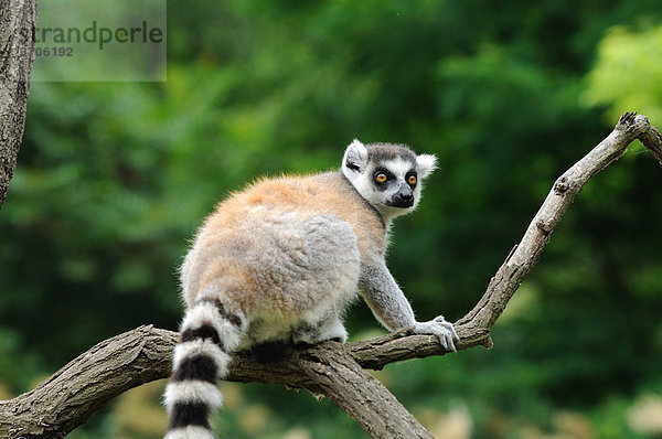 Katta (Lemur catta) auf einem Ast