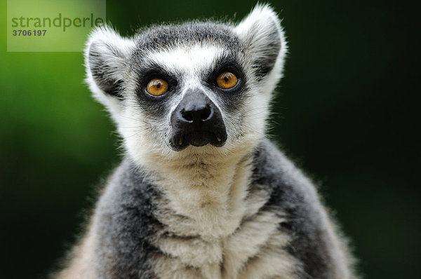 Katta (Lemur catta)  Portrait