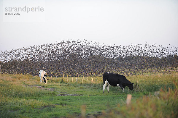 Starenschwarm (Sturnus vulgaris) über Kuhweide