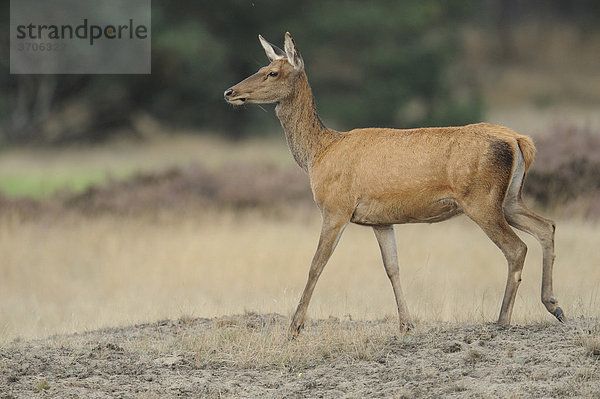 Rothirsch (Cervus elaphus)  Hirschbrunft  Nationalpark Hoge Veluwe  Gelderland  Niederlande  Europa