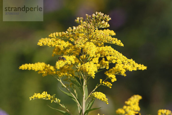 Kanadische Goldrute (Solidago canadensis)