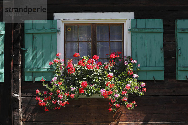 Geranien an Fenster von Holzhaus  Schruns  Montafon  Vorarlberg  Österreich  Europa