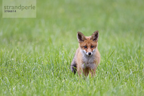 Fuchs auf einer Wiese  Sotenäs  Schweden