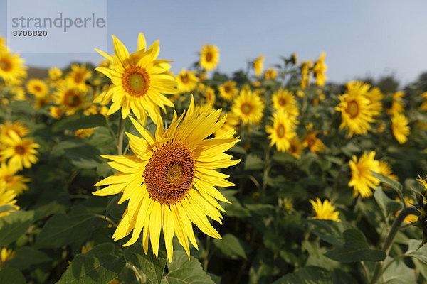 Sonnenblumen  Sonnenblume (Helianthus annuus)