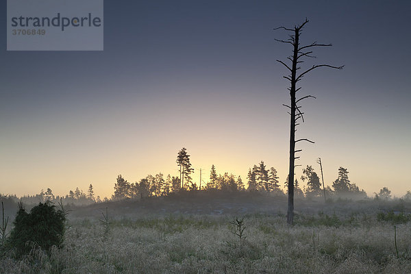 Landschaft mit kahlem Baum in Sotenäs  Schweden