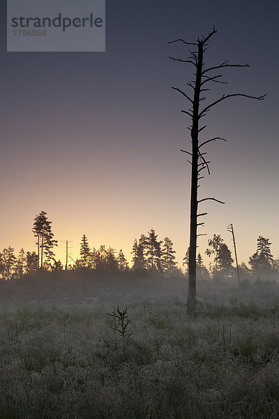 Landschaft mit kahlem Baum in Sotenäs  Schweden