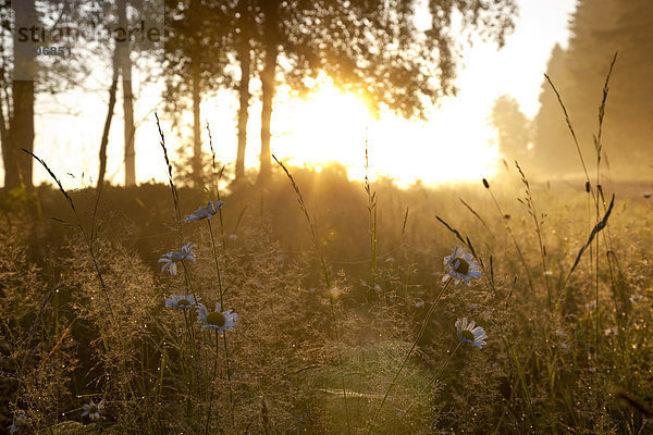 Landschaft in Sotenäs  Schweden